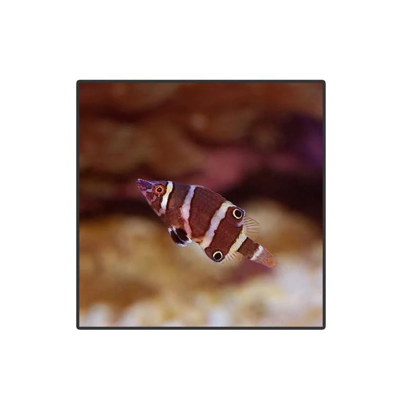 Wetmorella nigropinnata - Banded Possum Wrasse