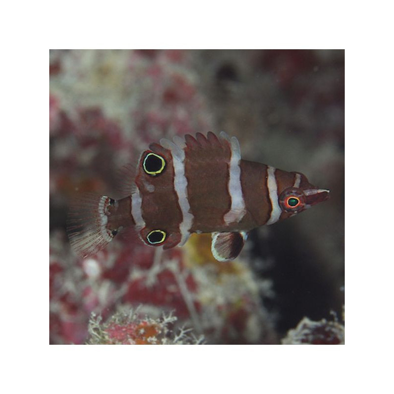 Wetmorella nigropinnata - Banded Possum Wrasse