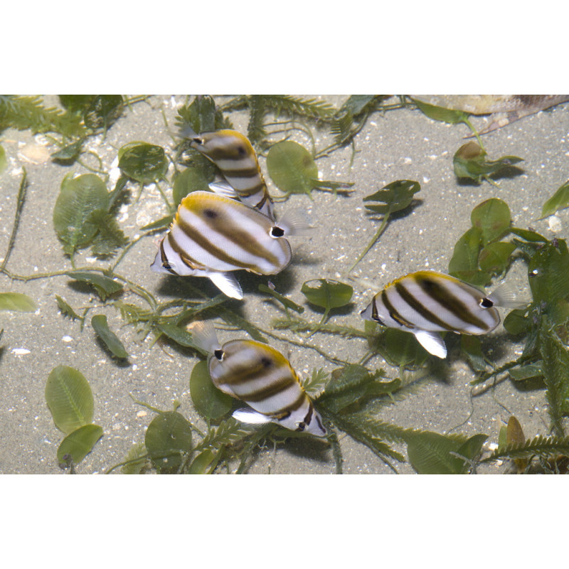 Parachaetodon ocellatus - Sixspine Butterflyfish