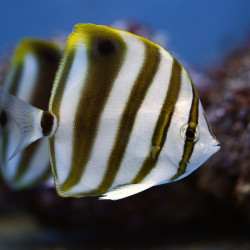 Parachaetodon ocellatus - Sixspine Butterflyfish Parachaetodon ocellatus - Sixspine Butterflyfish