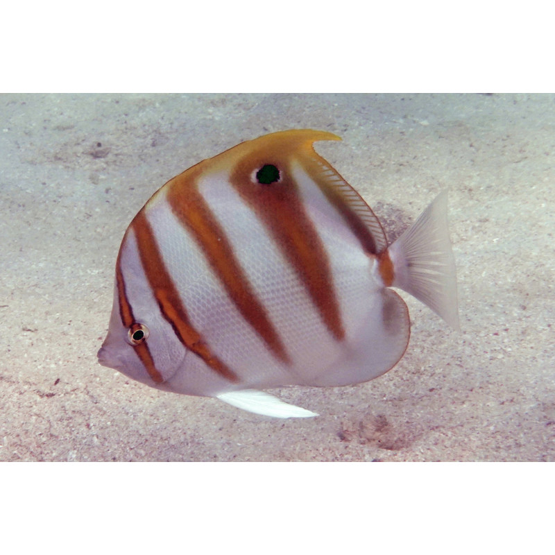 Parachaetodon ocellatus - Sixspine Butterflyfish
