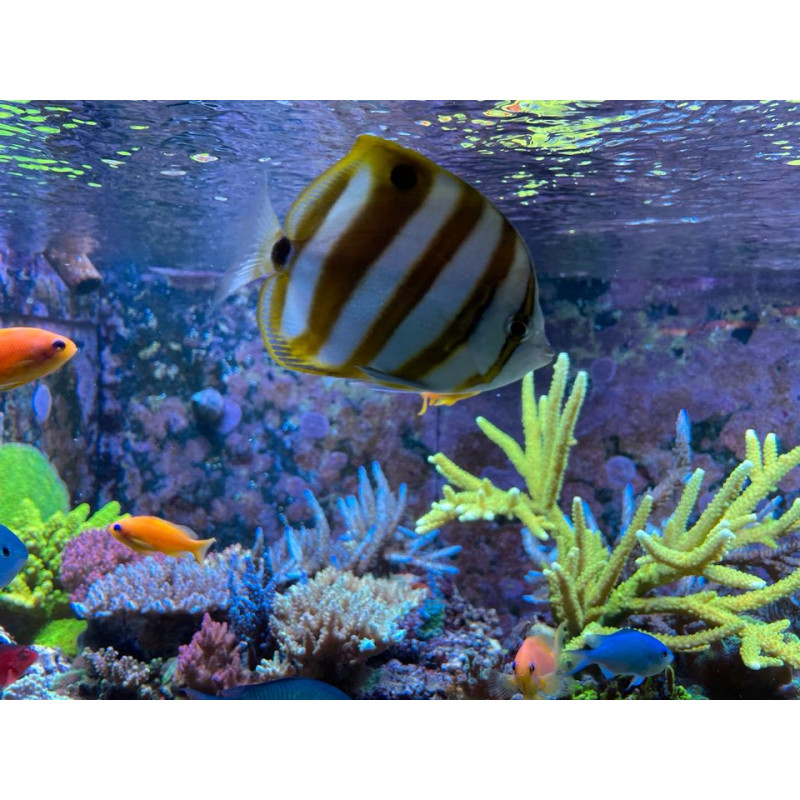 Parachaetodon ocellatus - Sixspine Butterflyfish