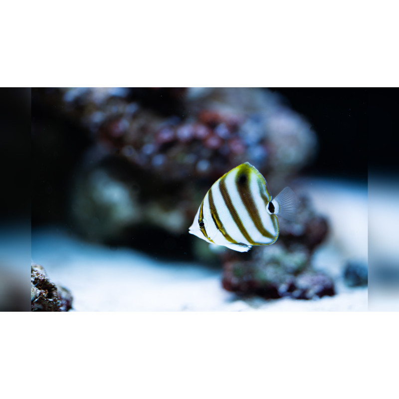 Parachaetodon ocellatus - Sixspine Butterflyfish