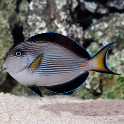 Acanthurus sohal - Sohal Tang Acanthurus sohal - Sohal Tang