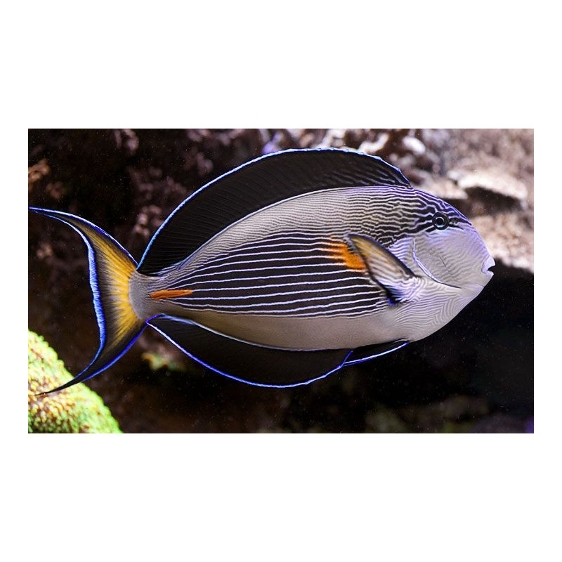 Acanthurus sohal - Sohal Tang