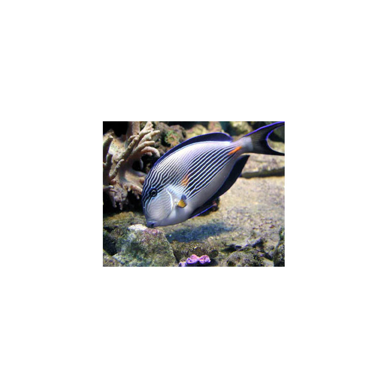 Acanthurus sohal - Sohal Tang