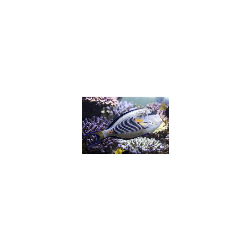 Acanthurus sohal - Sohal Tang