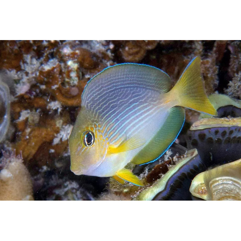 Acanthurus sohal - Sohal Tang