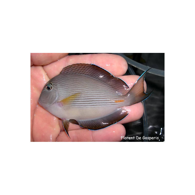 Acanthurus sohal - Sohal Tang