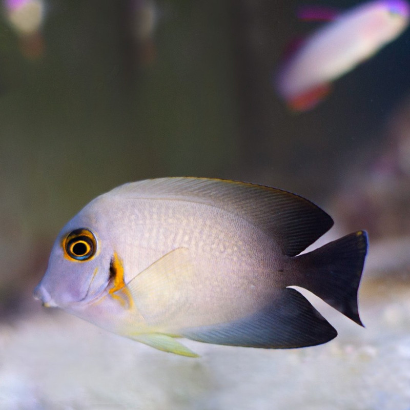 Acanthurus pyroferus Mimic Lemon Peel Tang