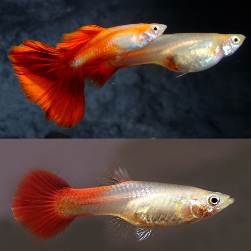 Guppy Red Blond (Pares) - Poecilia reticulata