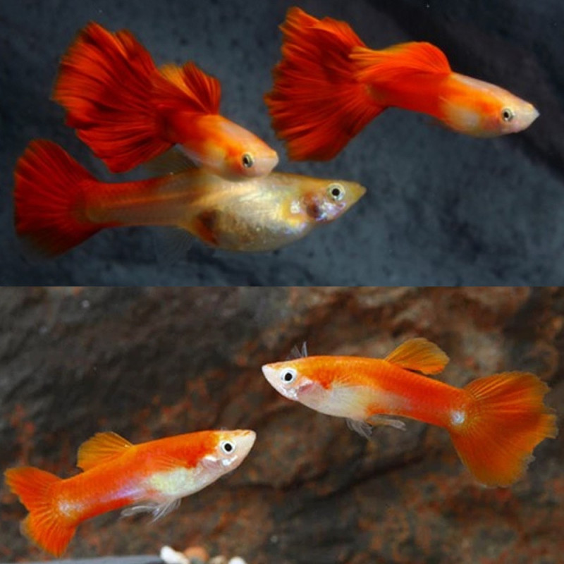 Guppy Red Blond (Pares) - Poecilia reticulata