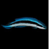 Pseudochromis Electric Indigo - fridmani X sankei TB