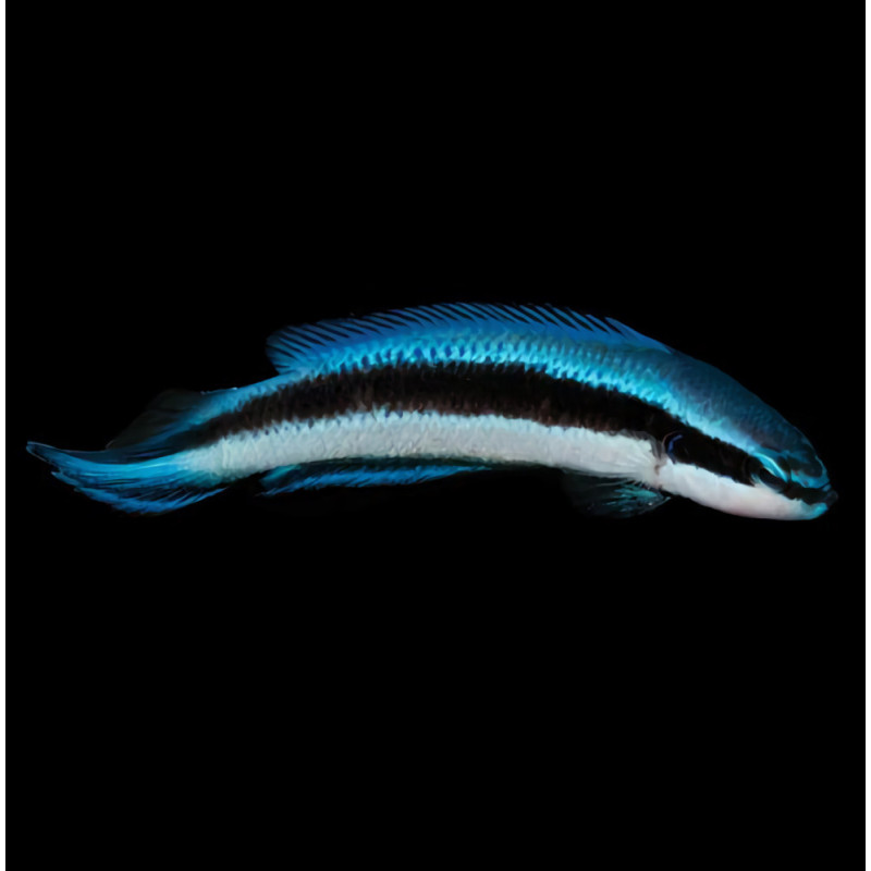 Pseudochromis Electric Indigo - fridmani X sankei TB