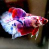 Betta Nemo Plakat Halfmoon CANDY- Fêmea