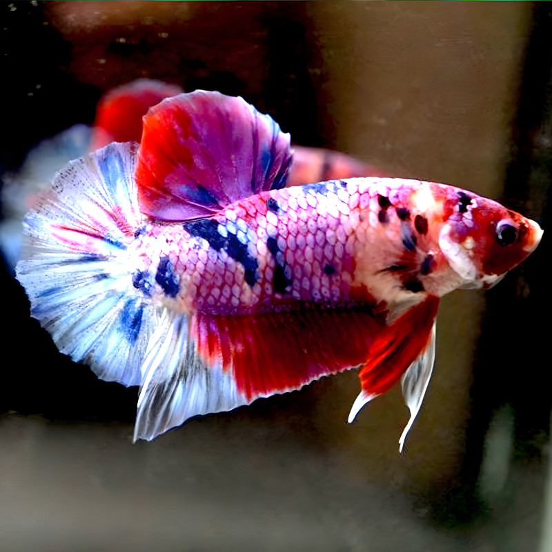 Betta Nemo Plakat Halfmoon CANDY- Female