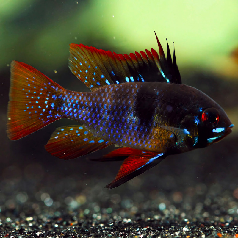 Mikrogeophagus ramirezi Black Knight