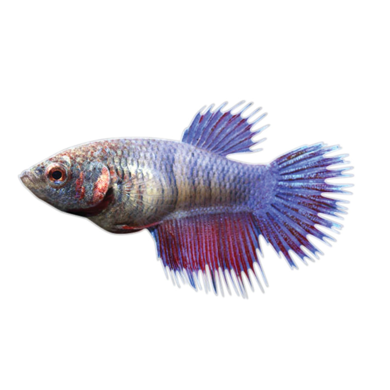 Betta Crowntail - Betta splendens