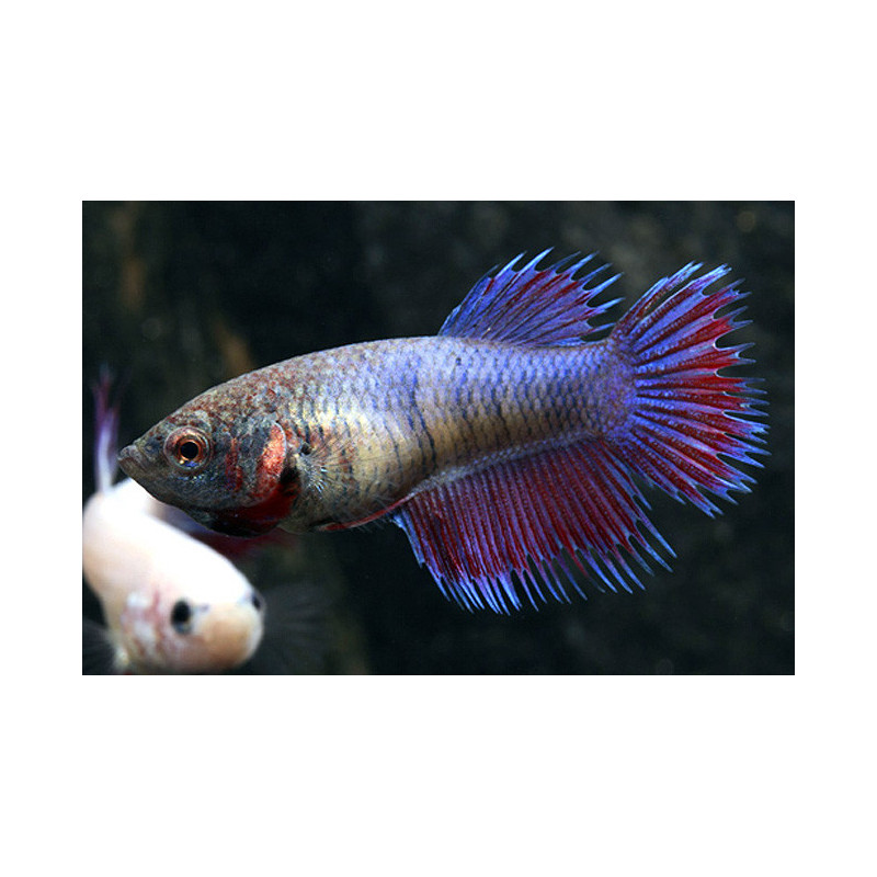 Betta Crowntail Hembra Betta splendens AquaOrinoco