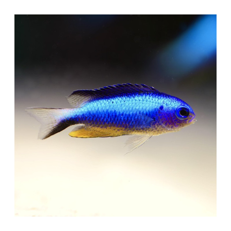 Pomacentrus alleni - Andaman Damselfish