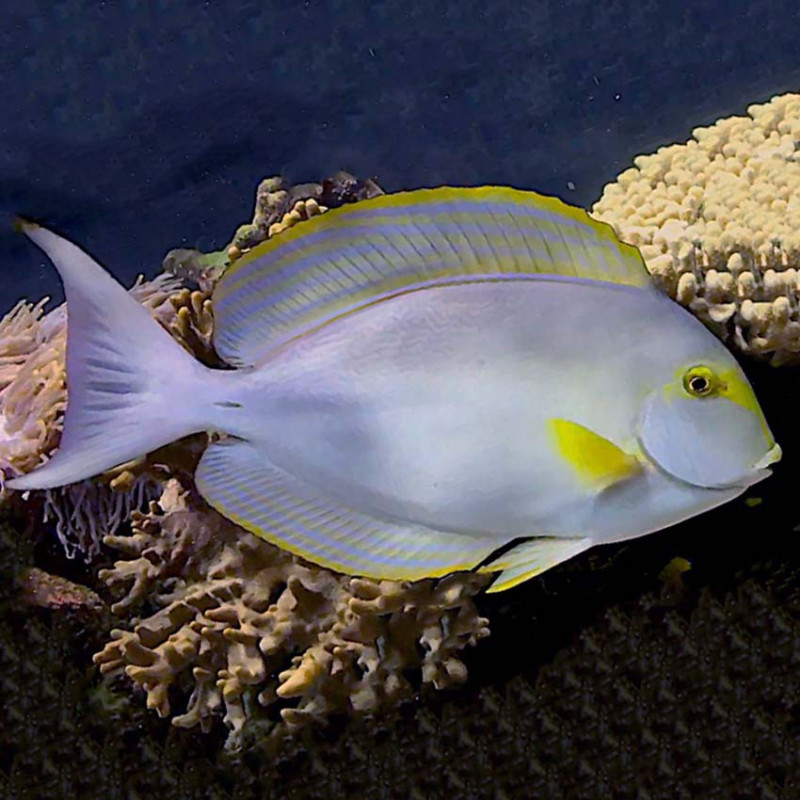 Acanthurus xanthopterus - Yellow Fin Tang