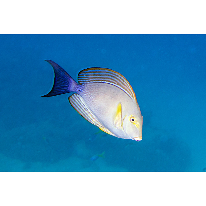 Acanthurus xanthopterus - Yellow Fin Tang