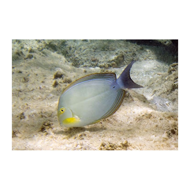 Acanthurus xanthopterus - Yellow Fin Tang