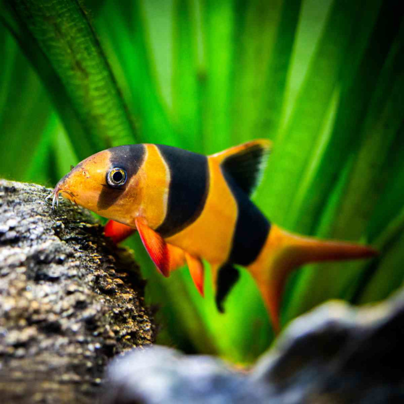 Payaso Botia - Chromobotia macracanthus 4-5cm