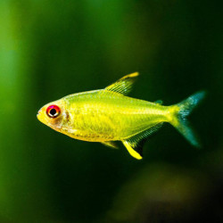 Tetra Limão Peq. - Hyphessobrycon pulchripinnis Tetra Limão Peq. - Hyphessobrycon pulchripinnis