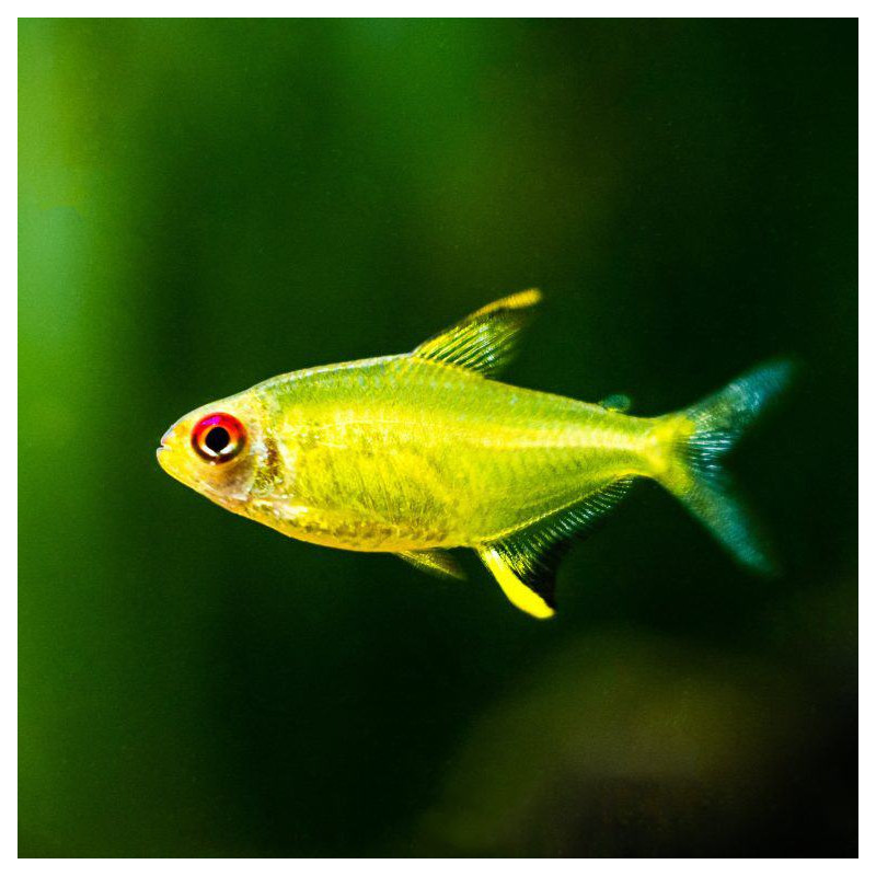Tetra Limão Small - Hyphessobrycon pulchripinnis