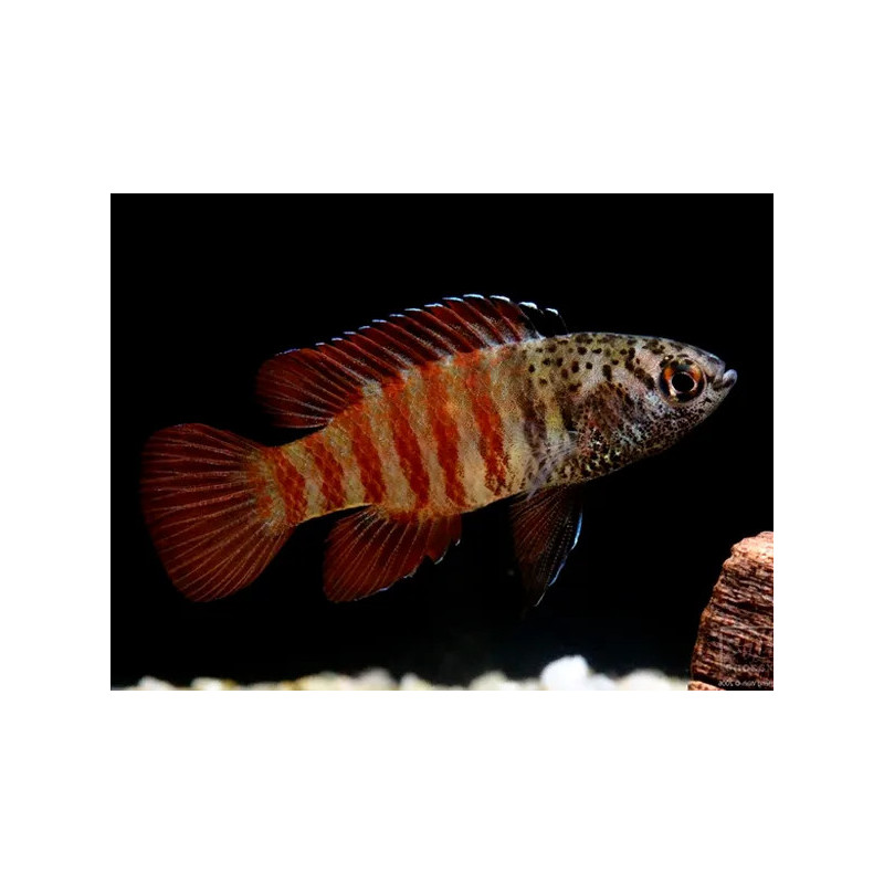 Dario sp. 'Myanmar' – Black Tiger Dario