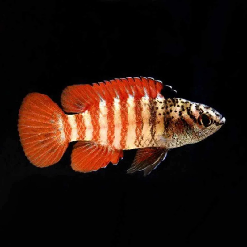 Dario sp. 'Myanmar' – Black Tiger Dario