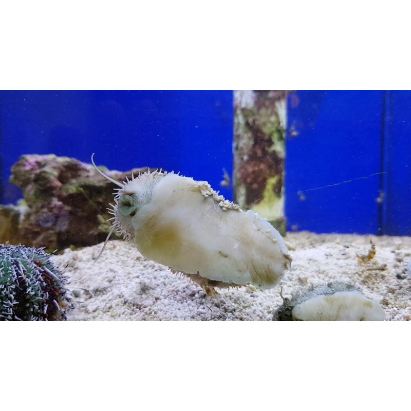 Haliotis sp. - Abalone Snail Haliotis sp. - Abalone Snail