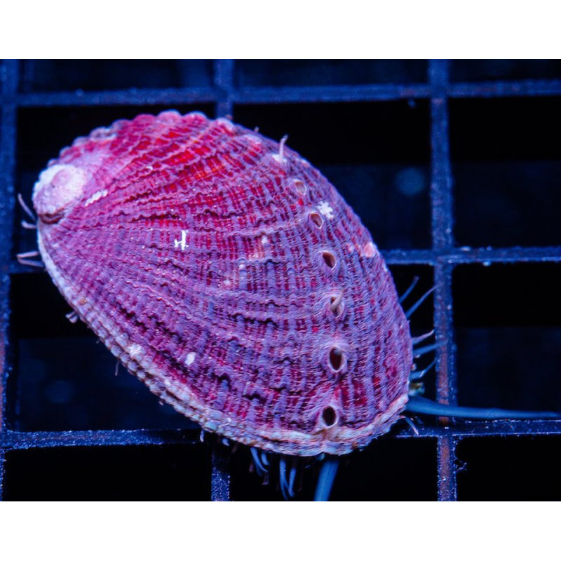 Haliotis sp. - Abalone Snail