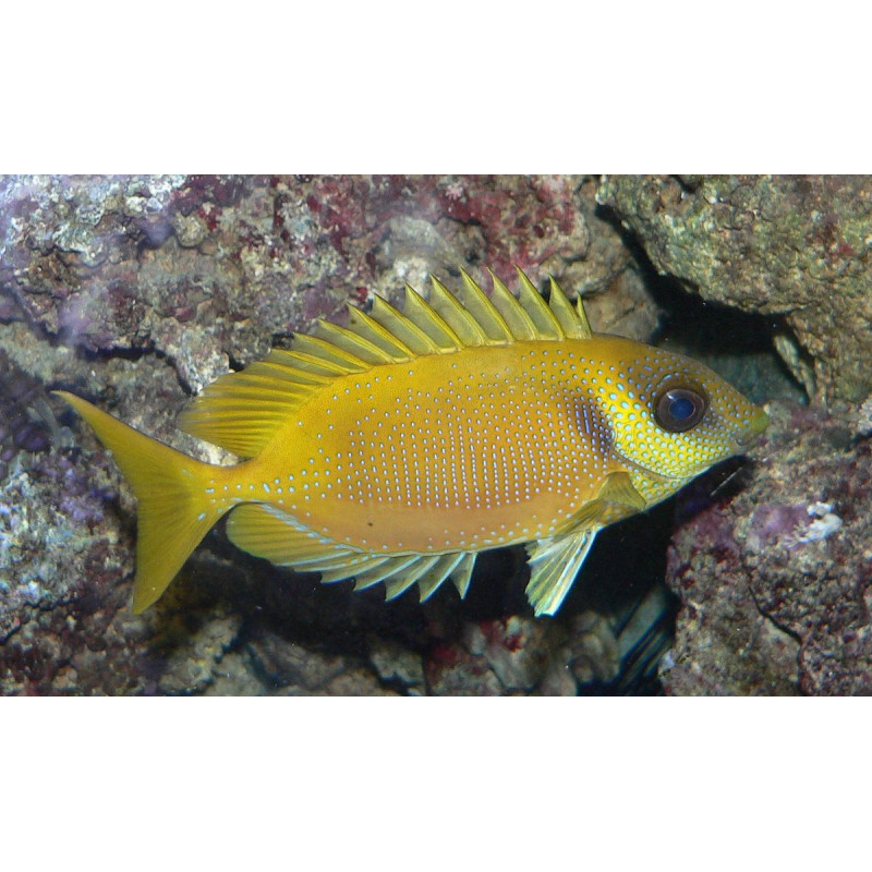 Siganus coralllinus - Coral Rabbitfish