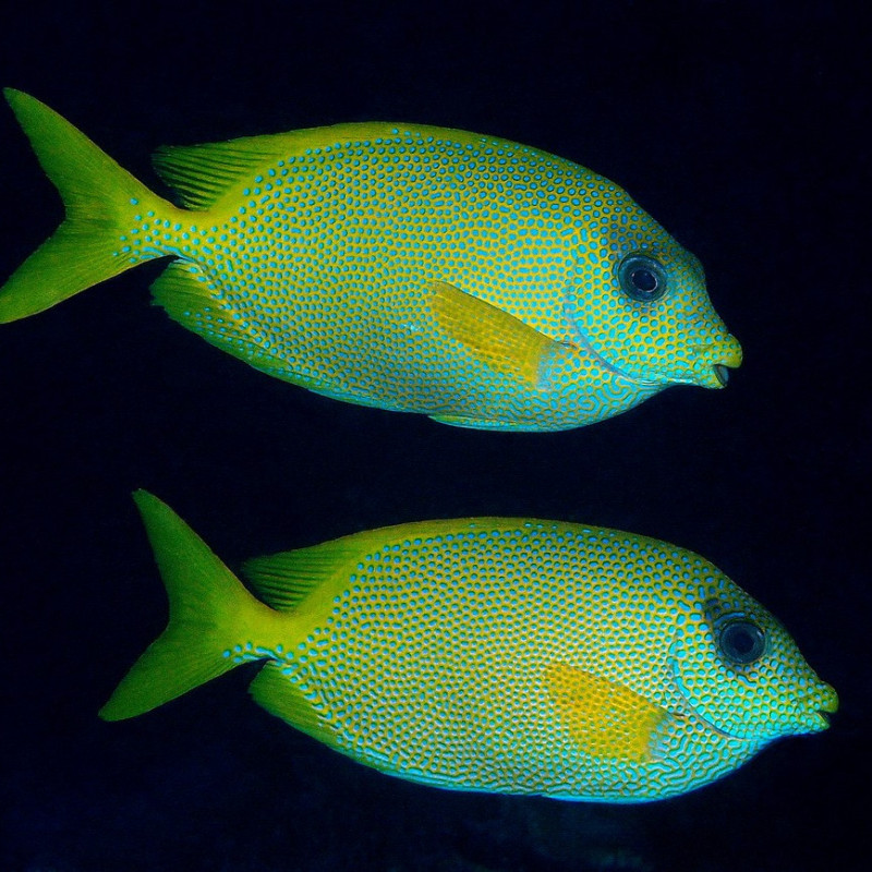 Siganus coralllinus - Coral Rabbitfish Siganus coralllinus - Coral Rabbitfish