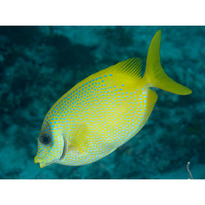 Siganus coralllinus - Coral Rabbitfish