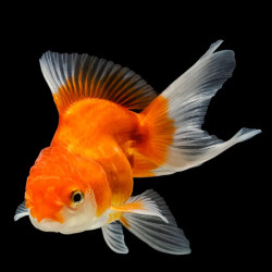 Carassius Auratus - Oranda 3-3,5cm Carassius Auratus - Oranda 3-3,5cm