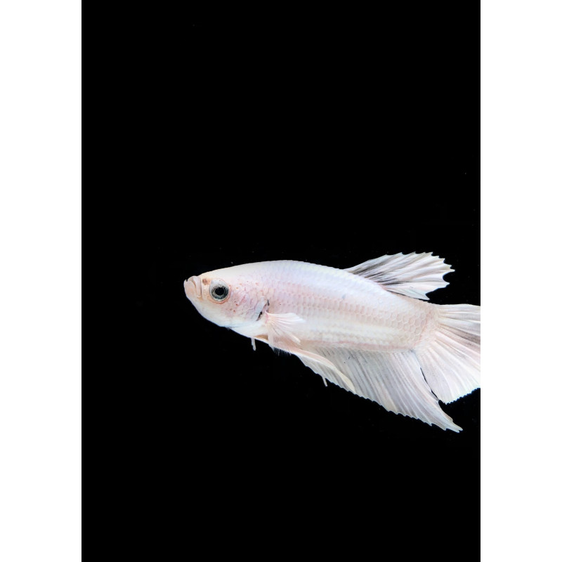 Betta macho (plakat) - Branco