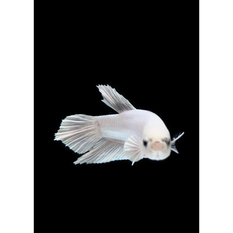 Betta macho (plakat) - Branco