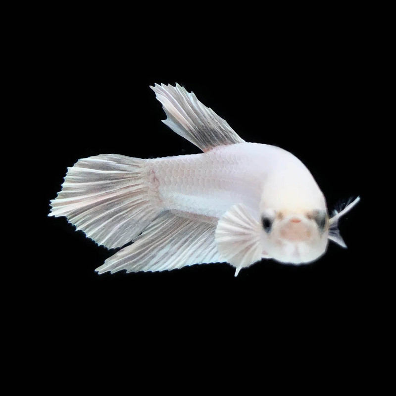 Betta macho (plakat) - Branco