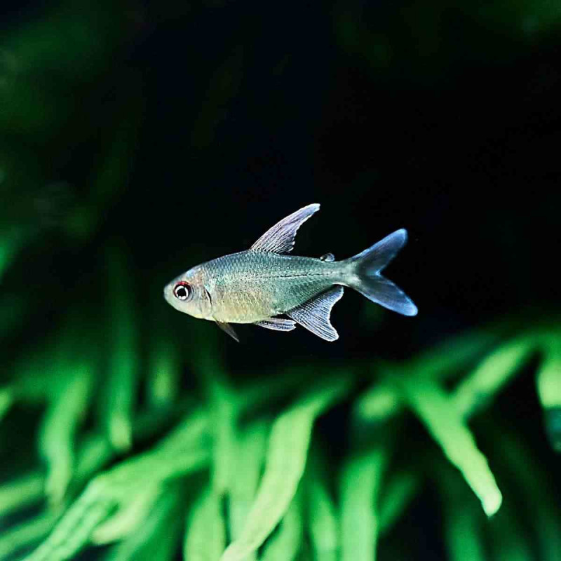 Tetra Diamante - Moenkhausia pittieri