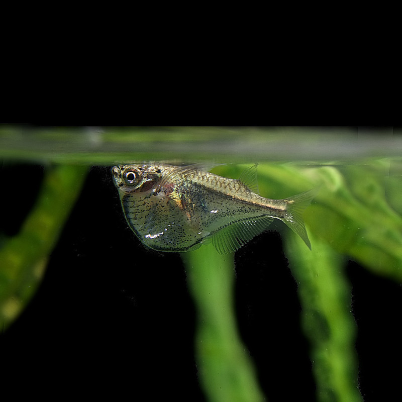Carnegiella marthae
