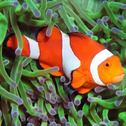 Peixe Palhaço Tangerina  - Amphiprion ocellaris Peixe Palhaço Tangerina  - Amphiprion ocellaris