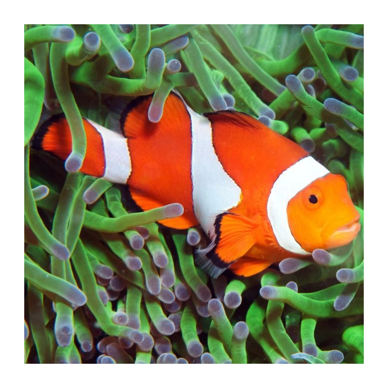 Tangerina Clown - Amphiprion ocellaris