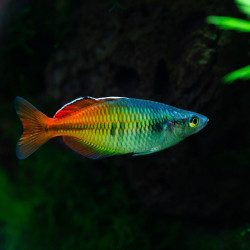 Rainbow Boesemani - Melanotaenia boesemani M Rainbow Boesemani - Melanotaenia boesemani M