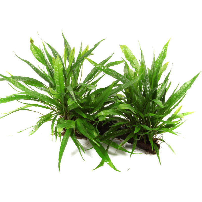 Microsorum pteropus on wood Large - Tropica Microsorum pteropus on wood Large - Tropica