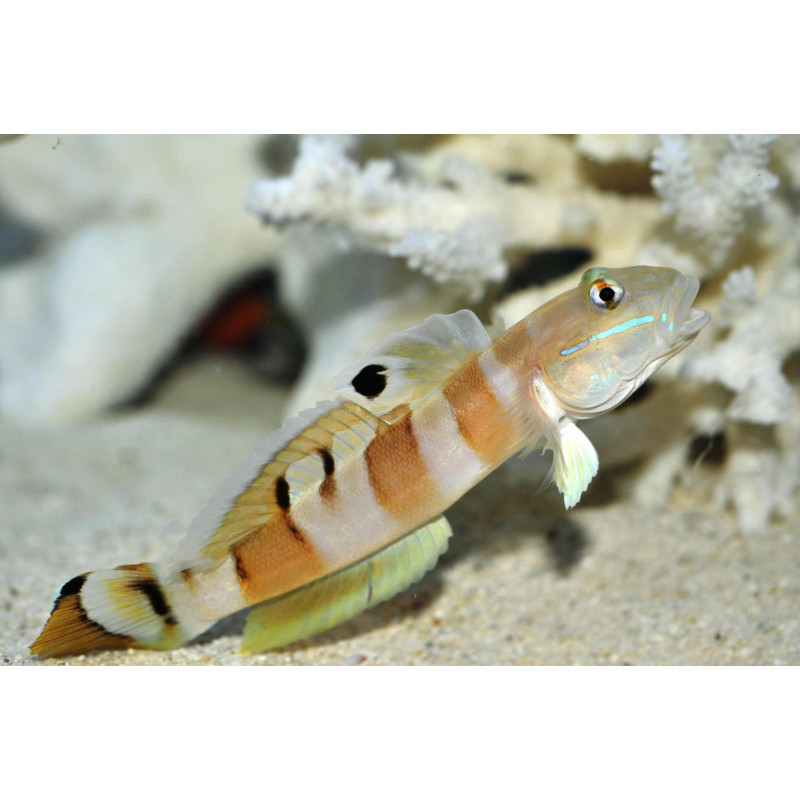 Valenciennea wardii - Tiger Sleeeper Goby