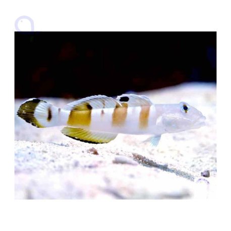 Valenciennea wardii - Tiger Sleeeper Goby