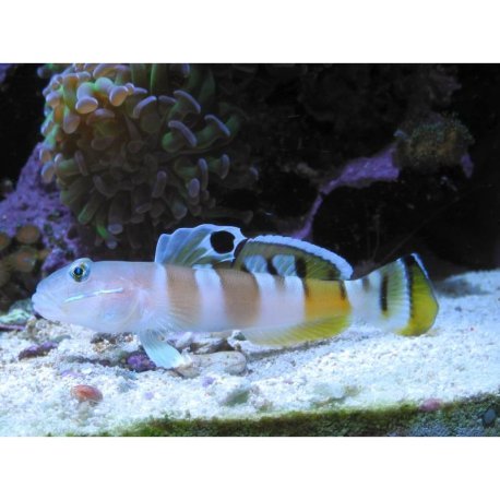 Valenciennea wardii - Tiger Sleeeper Goby